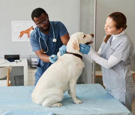 Animal Hospitals
