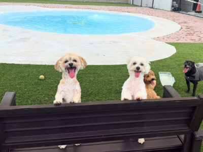 Arfington Pet Resort - Dog Boarding - Tamarac