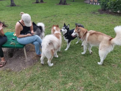 Barkland Dog Park - Dog Parks - Parkland