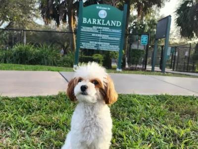 Barkland Dog Park - Dog Parks - Parkland