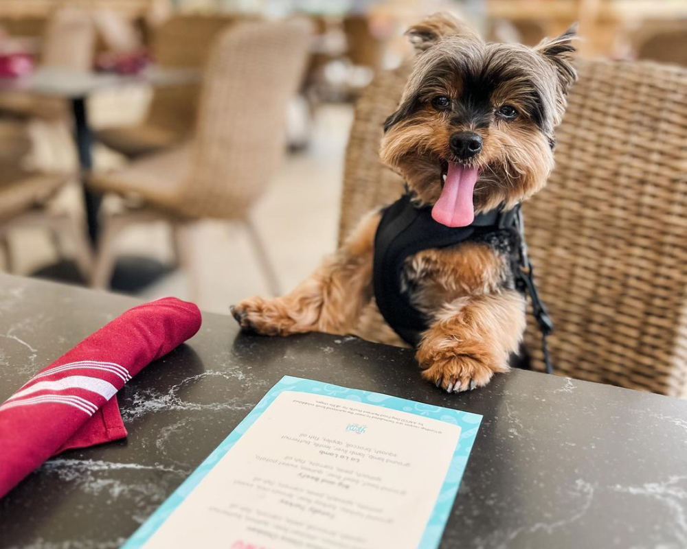Brimstone - Dog-Friendly Dining - Pembroke Pines