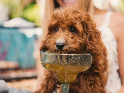 Brimstone - Dog-Friendly Dining - Pembroke Pines