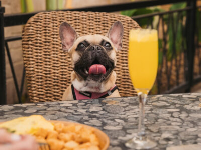 Brimstone - Dog-Friendly Dining - Pembroke Pines