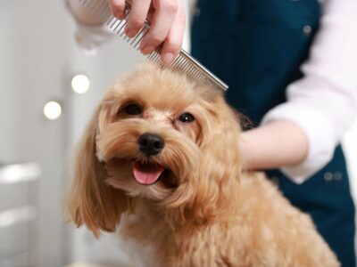 Bubbles to Bows - Dog Groomers - Sunrise