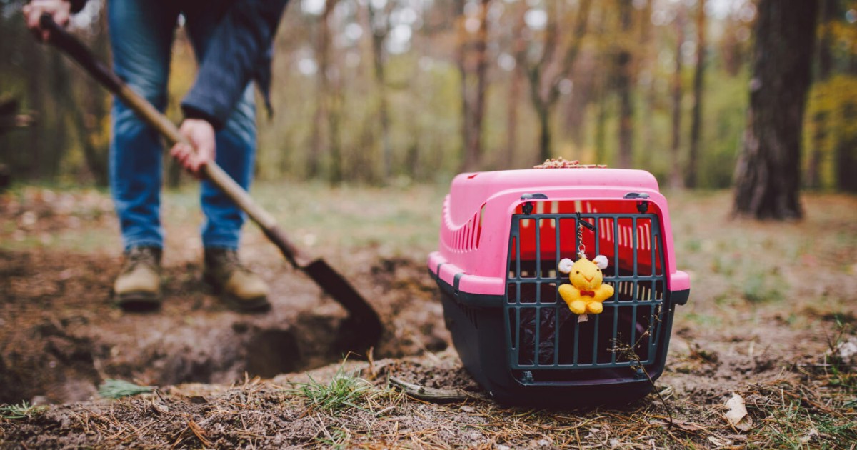Can I Bury My Dog in My Backyard in Florida?