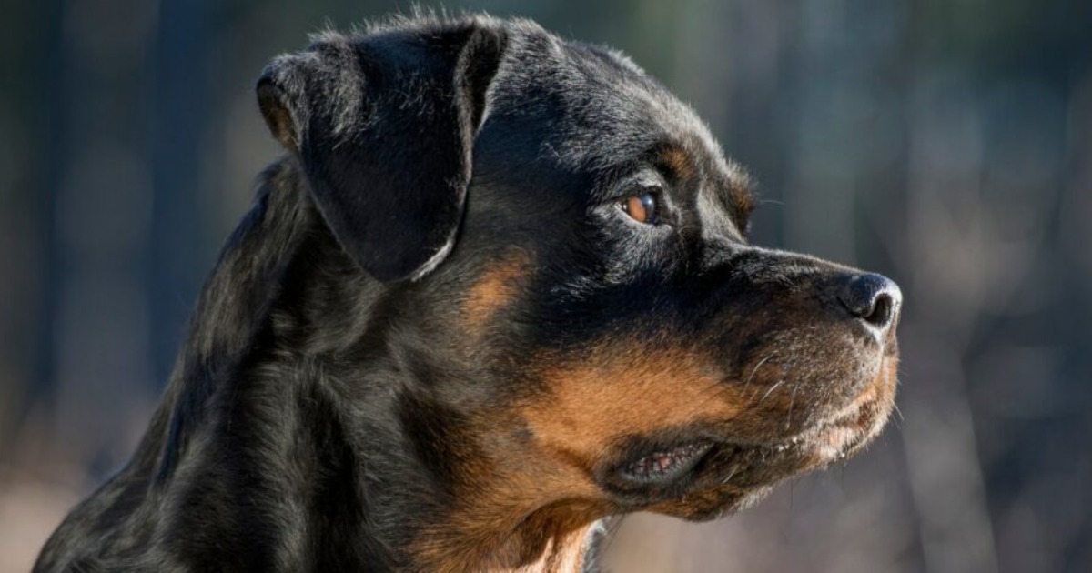 Does Broward County Have a Leash Law?