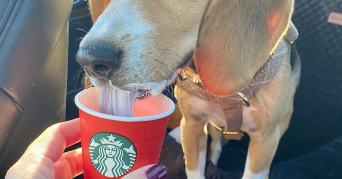 Dog Freebies - Pup Cups And Treats At Popular Chains