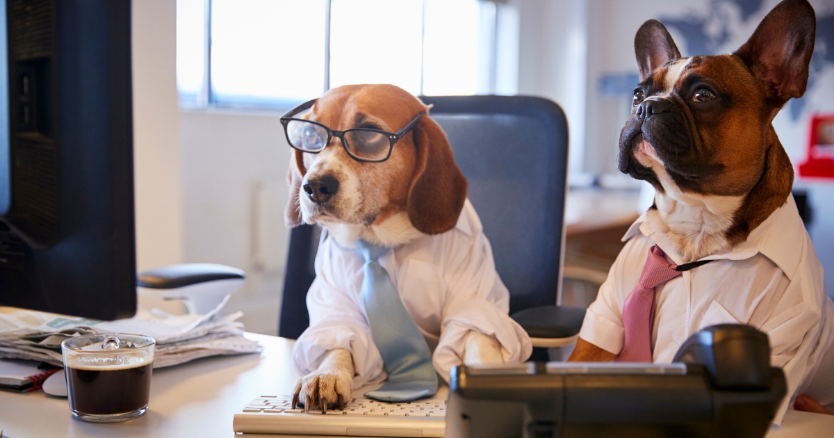 The Lucrative World Of Dog Influencers: How To Break Into This MONEY-MAKING Opportunity