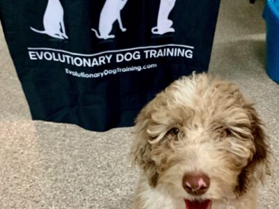 Evolutionary Dog Training - Dog Trainers - Fort Lauderdale