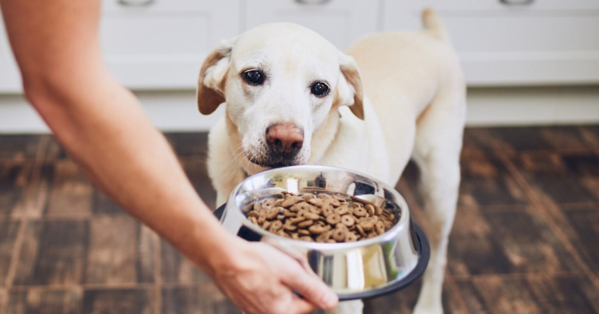 How To Feed Your Dog Without Power orr Dog Food