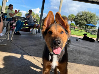 Gary B Jones Park For People And Pups - Dog Parks - Tamarac