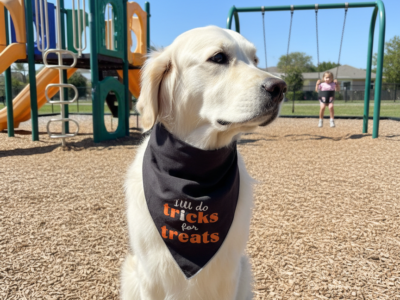 Happy Tails Boarding, LLC. - Dog Boarding - Hollywood