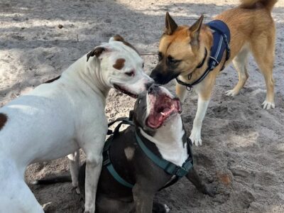 Holiday Park Dog Park - Dog Parks - Fort Lauderdale