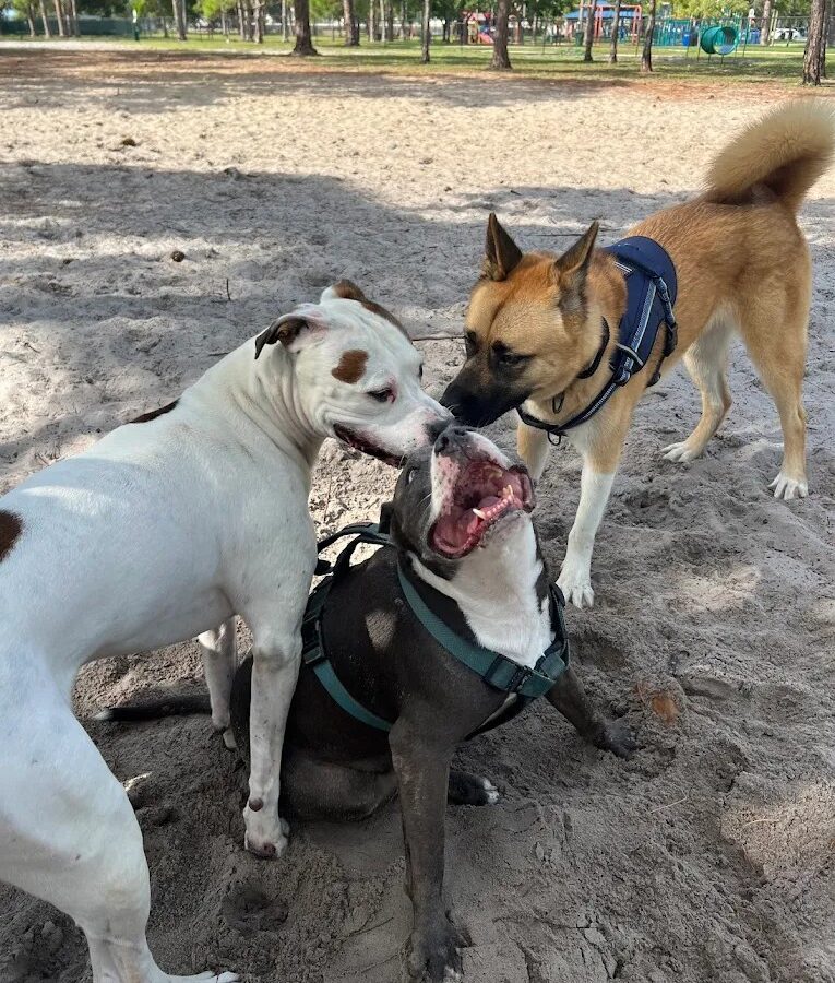 Holiday Park Dog Park - Dog Parks - Fort Lauderdale