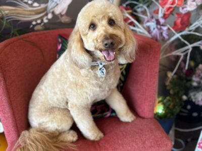 Lulu's Pet Spa - Dog Groomers - Davie
