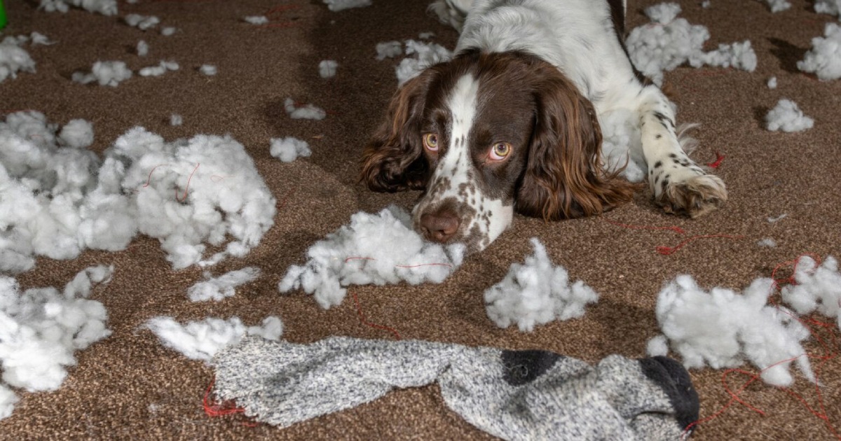 My Dog Swallowed A Sock!