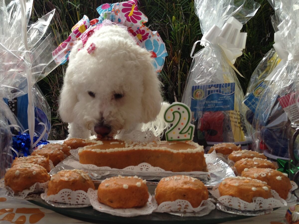 My Paleo Pet - Pet Stores - Pompano Beach