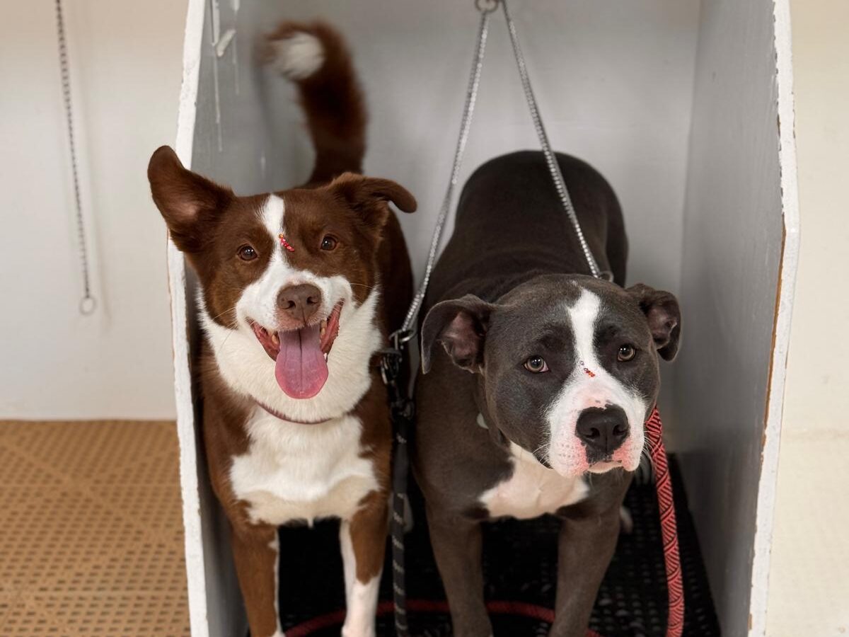 Pat's Pedigree & Pet Grooming - Dog Groomers - Sunrise