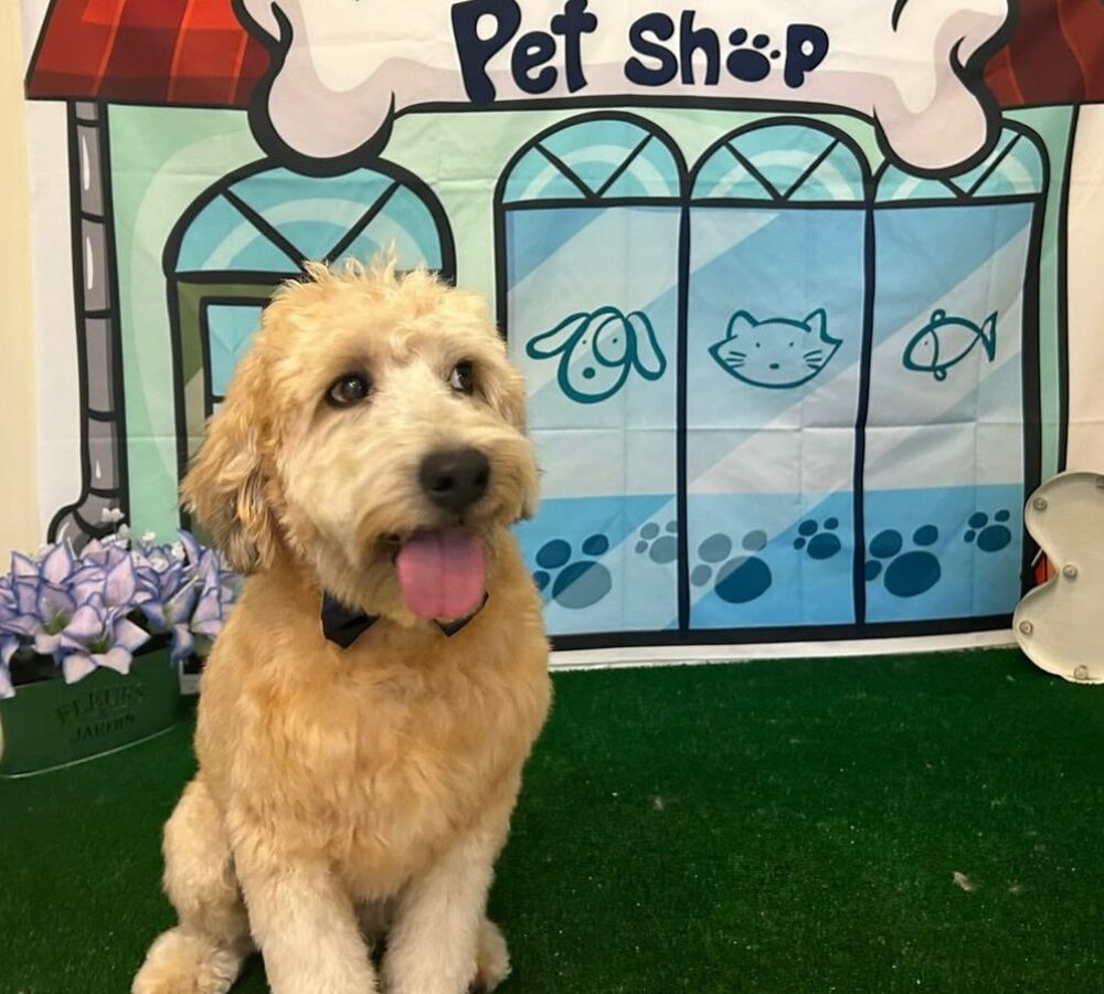 Paws Up Pet Salon - Dog Groomers - Coral Springs