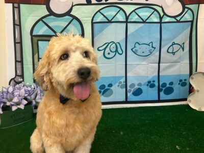Paws Up Pet Salon - Dog Groomers - Coral Springs