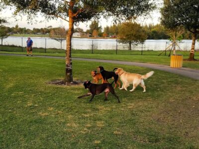 Peaceful Ridge Dog Park - Dog Parks - Davie