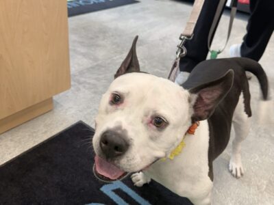 Pet Evolution - Pet Stores - Cooper City