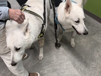 Pet Evolution - Pet Stores - Cooper City