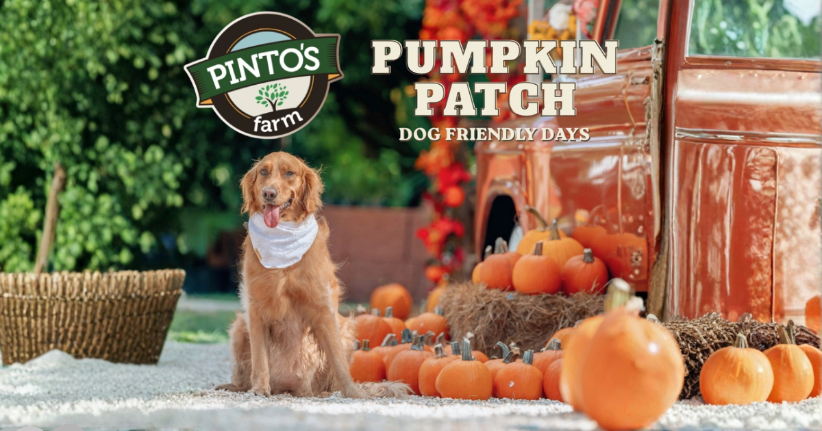 Pumpkin Patch - Dog Friendly Days
