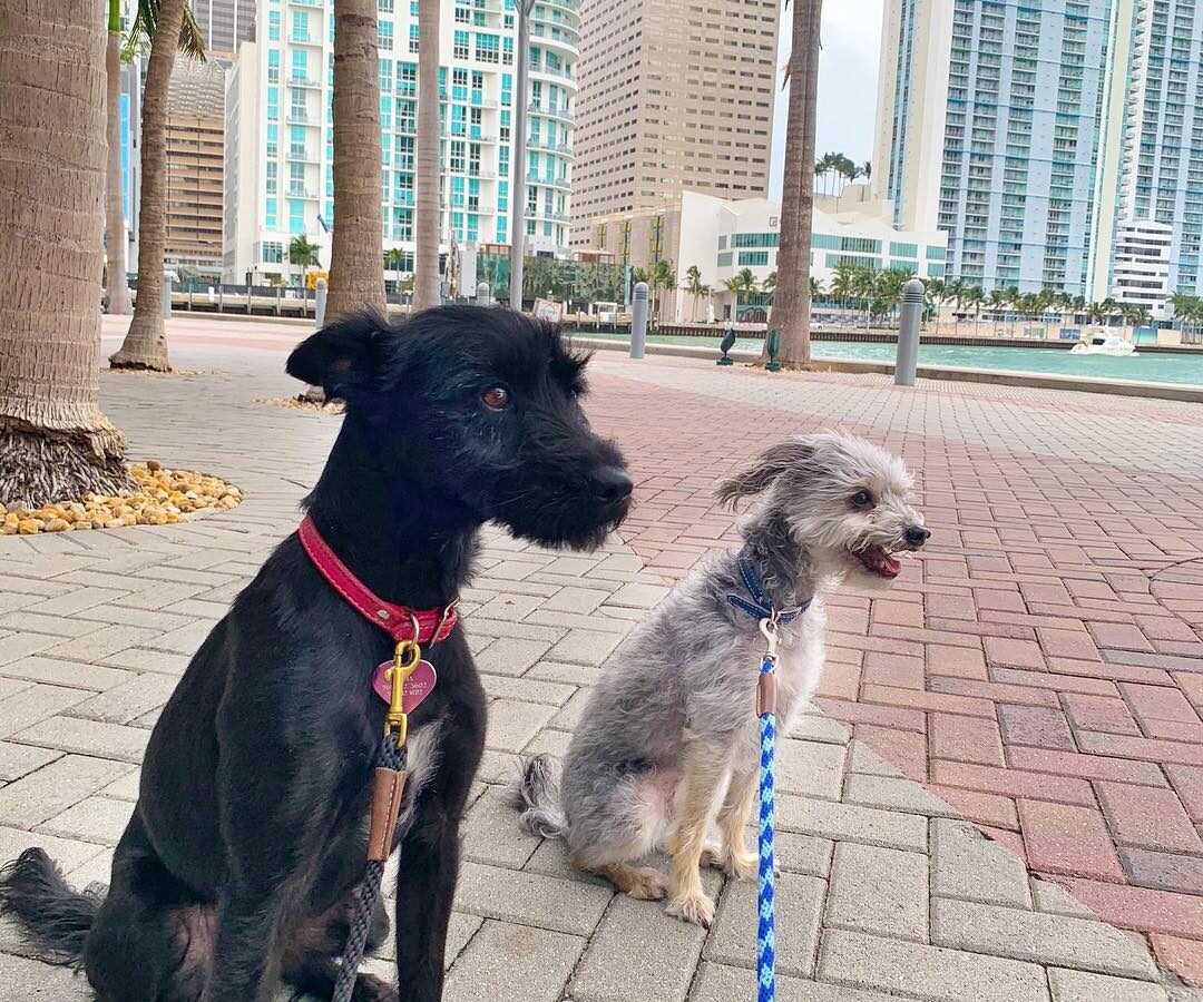 South Florida Pet Sitter - Dog Boarding - Plantation