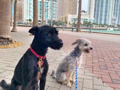 South Florida Pet Sitter - Dog Boarding - Plantation