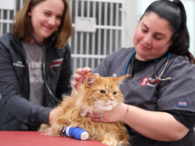 VEG ER For Pets - Vets & Animal Hospitals - Fort Lauderdale