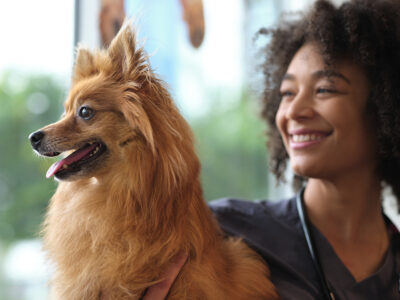 VEG ER For Pets - Vets & Animal Hospitals - Fort Lauderdale