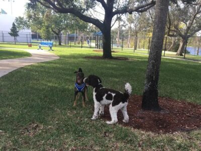 Windmill Dog Park - Dog Parks - Coconut Creek