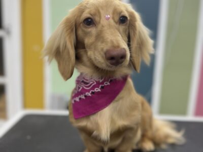Foxy Paws - Dog Groomers - Fort Lauderdale