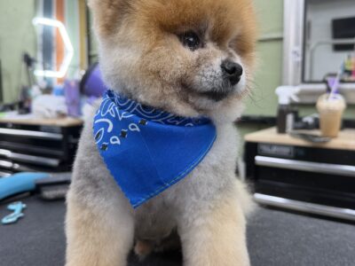 Foxy Paws - Dog Groomers - Fort Lauderdale