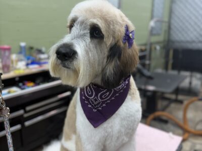 Foxy Paws - Dog Groomers - Fort Lauderdale