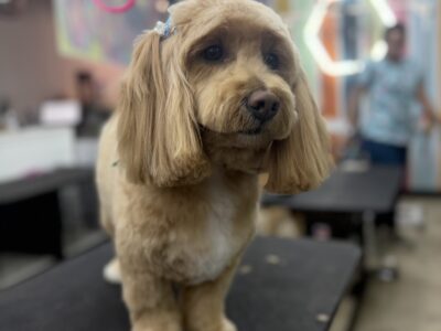 Foxy Paws - Dog Groomers - Fort Lauderdale