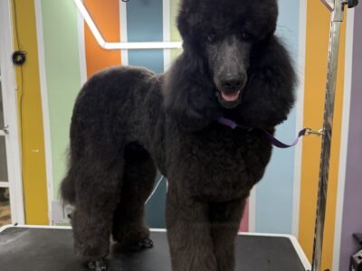 Foxy Paws - Dog Groomers - Fort Lauderdale