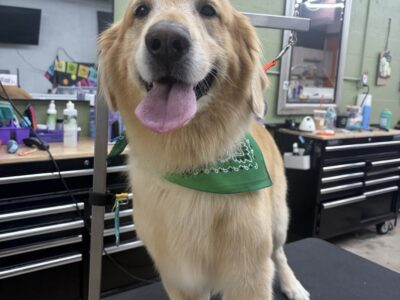 Foxy Paws - Dog Groomers - Fort Lauderdale