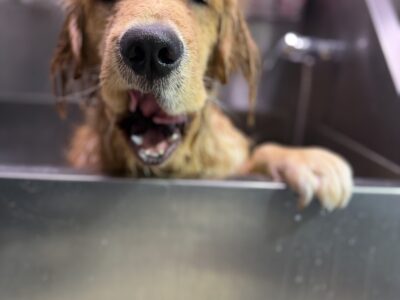 Foxy Paws - Dog Groomers - Fort Lauderdale