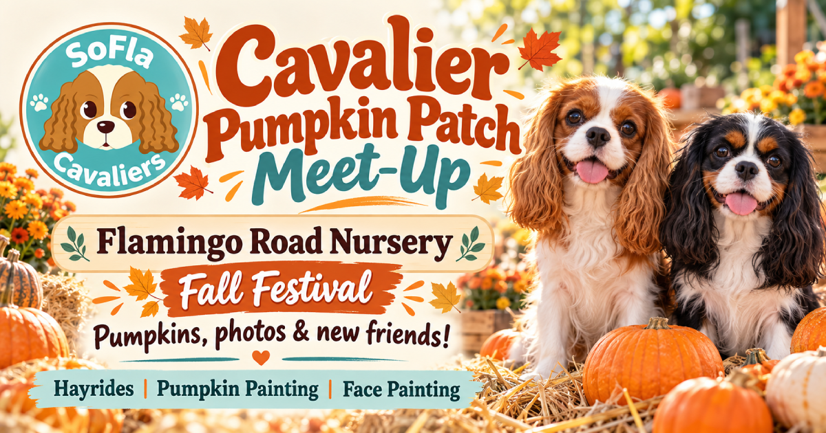 South Florida Cavaliers Meet-Up - Fall Festival