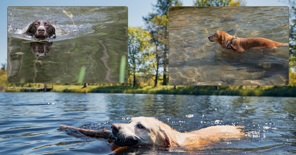 Where can dogs swim in Broward County?