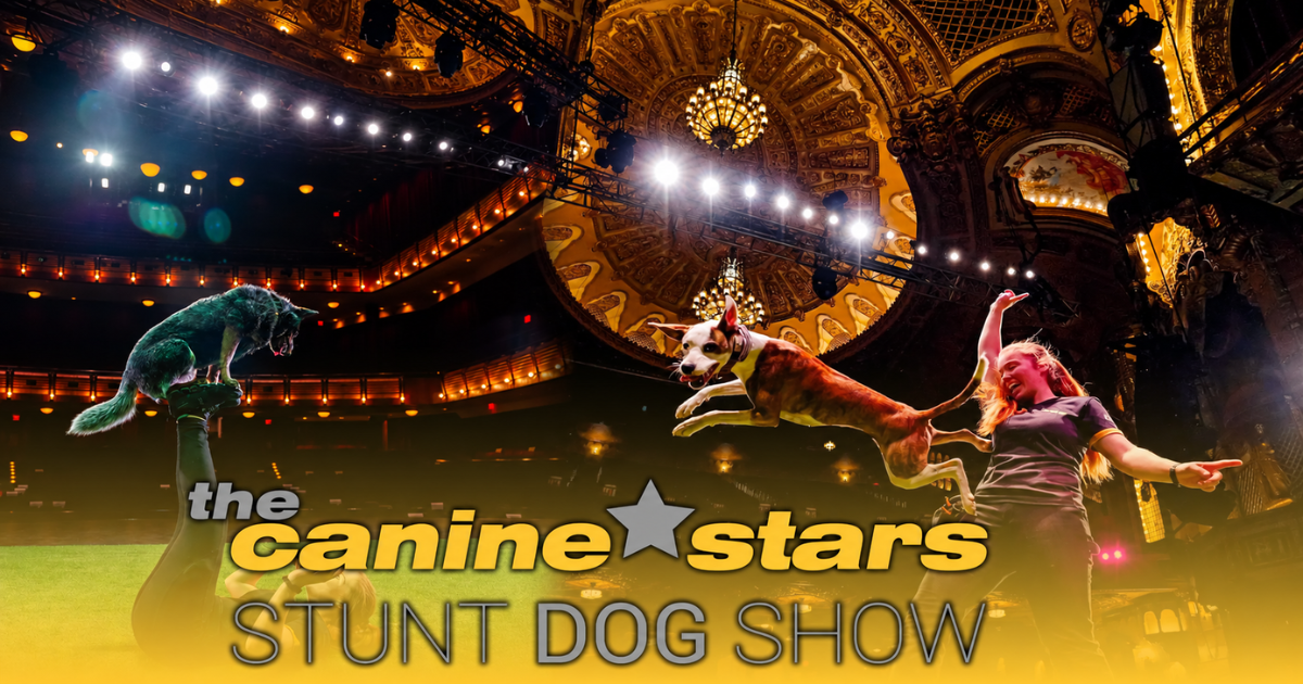 The Canine Stars - Stunt Dog Show