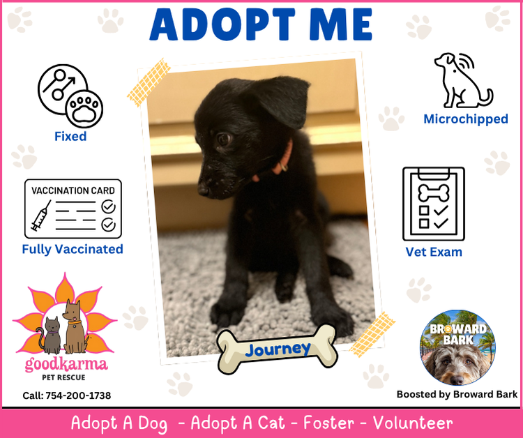 adopt-me-journey - Broward Bark