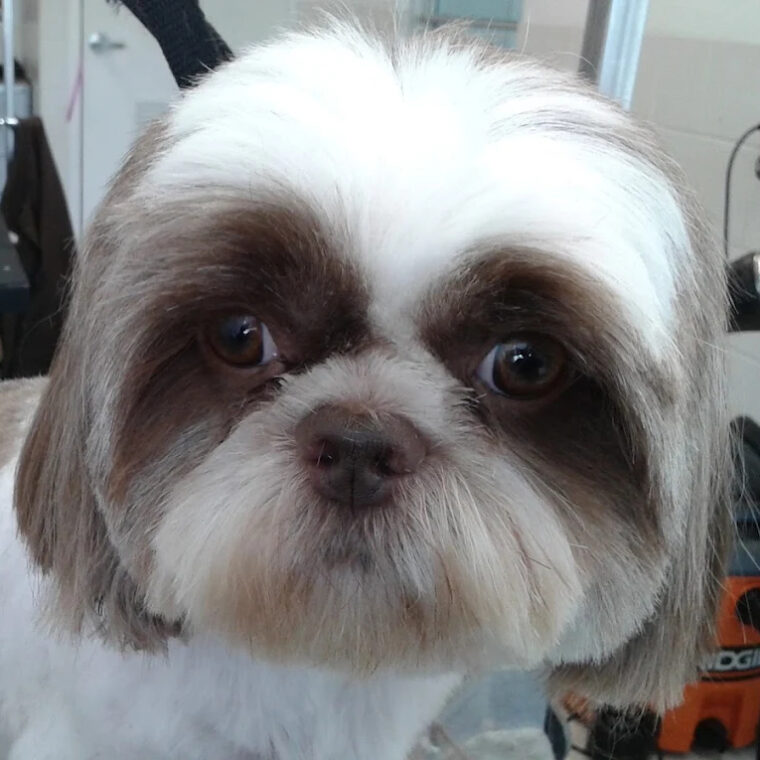 Bark N Park Mobile Grooming