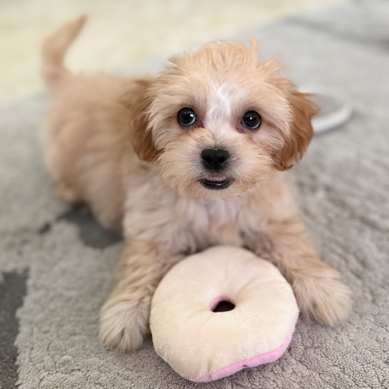 Bingo from Sunrise - Broward Bark Photo Contest