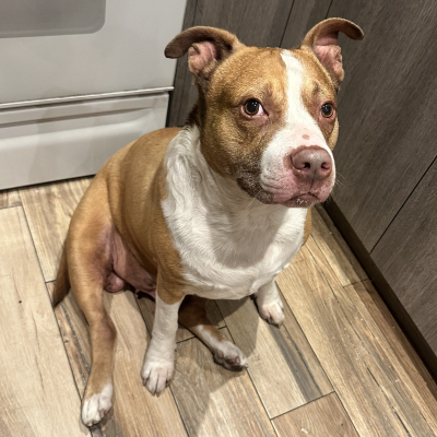 Cali - Broward Bark Photo Contest