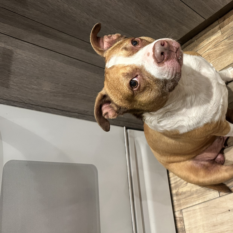 Crunchy from Sunrise - Broward Bark Photo Contest