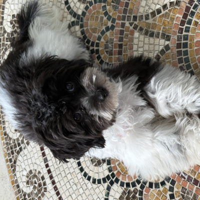 Ferris - Broward Bark Photo Contest