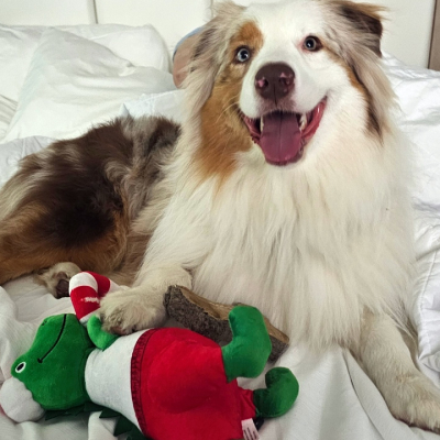 Iris - Broward Bark Photo Contest